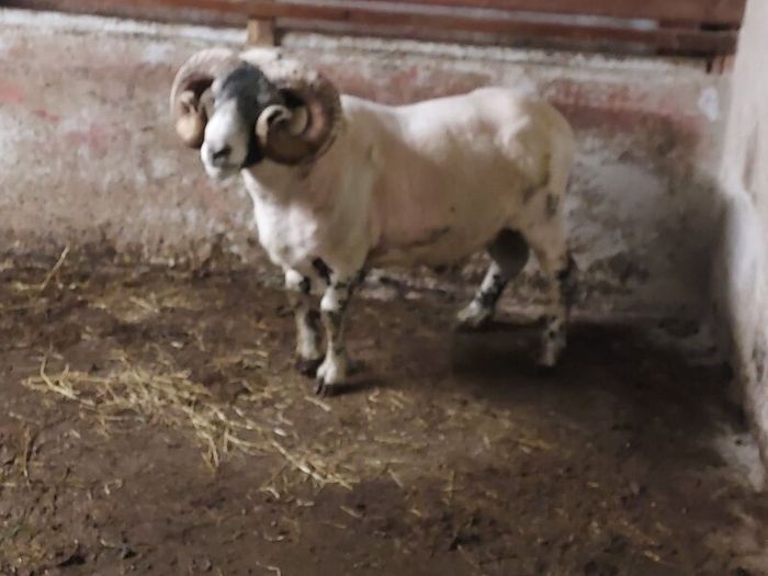 Lanark Ram