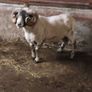 Lanark Ram Image 2