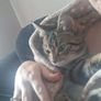 female cat looking for good home only Image 3