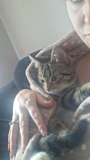 female cat looking for good home only