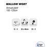 (M) Mallow Wort Seeds 1g  (440195) Image 2
