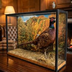 antique taxidermy pheasant