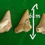 Set of 3 Fossil Shark Teeth in Natural Matrix Image 3
