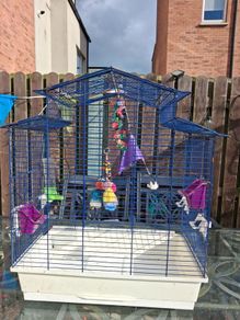 budgie
