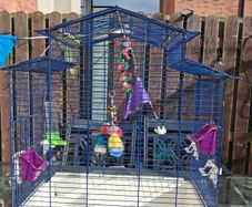 budgie