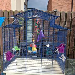budgie
