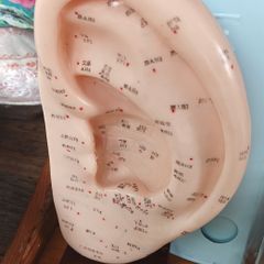 Ear model, Chinese acupuncture tool, plastic and wood base, D18 post 6e