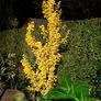 Plant - Ginkgo Biloba or Maidenhair Tree Image 2