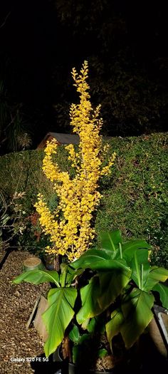 Plant - Ginkgo Biloba or Maidenhair Tree