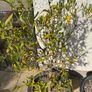 Olive Trees x 2 Image 4