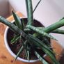 African Spear Plant in Ceramic Pot Image 6