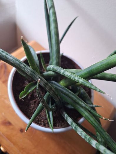 African Spear Plant in Ceramic Pot