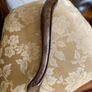 Antique French polished oak chair Image 6