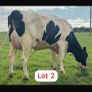 Radney Heifers Image 2