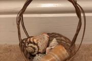 Basket with shells