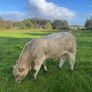 Charlois bull calf Image 4