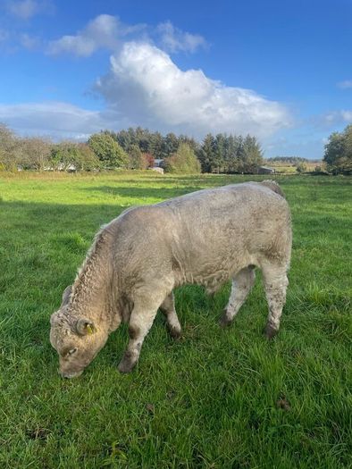 Charlois bull calf
