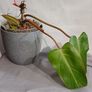 Philodendron Painted Lady Image 2