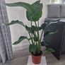 indoor plant Image 2