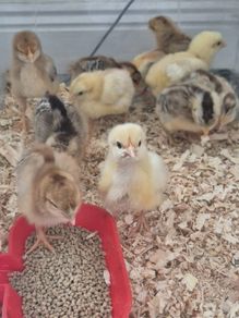 1 week old Rainbow egger chicks