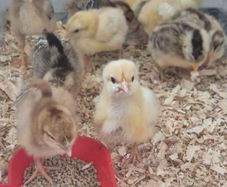 1 week old Rainbow egger chicks