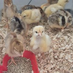 1 week old chicks