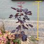 Norway Acer Tree Image 2