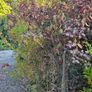 Instant Screen! 7ft bushy plants Image 9