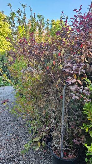 Instant Screen! 7ft bushy plants