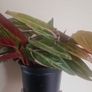 flower Image 2