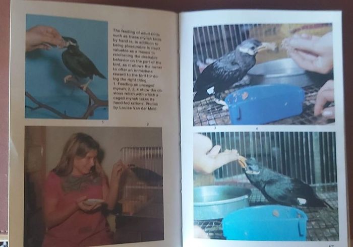 Handfeeding Baby Birds by Jo Cooper (P+P incl)