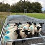 Suffolk cross hoggets (10 available) Image 3
