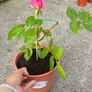 plant Image 2
