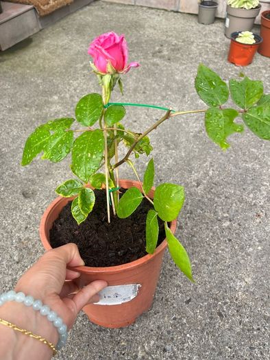 plant