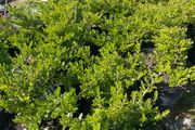 Lonicera Nitida Wilsons honeysuckle
