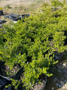 Lonicera Nitida Wilsons honeysuckle