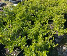 Lonicera Nitida Wilsons honeysuckle