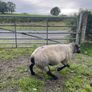 Rams Image 9