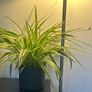 spider plant Image 2