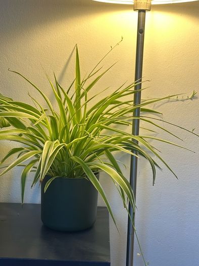 spider plant