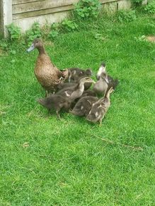 Ducklings