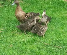 Ducklings
