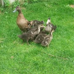 Ducklings