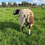 Dutch Spotted Ram lamb Image 3
