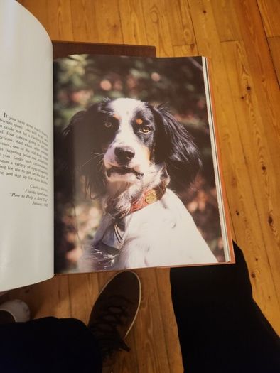 Just Dogs. A Literary & Photographic Tribute To The Great Hunting Breeds. First Edition Large Volume Hardback With Dustjacket In Very Good Condition. 36.
