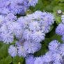 Summer Bedding Plants Image 7