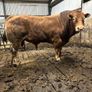 Bull Image 2