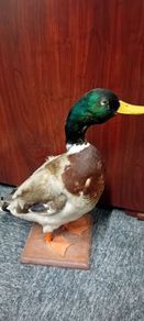 Taxidermy Mallard Duck
