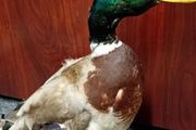 Taxidermy Mallard Duck