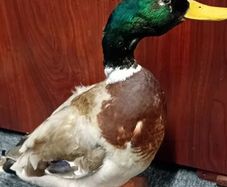 Taxidermy Mallard Duck